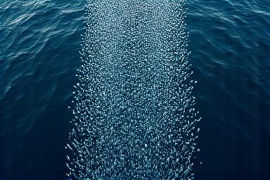 A dense school of herring swimming in dark blue ocean water, observed from above.